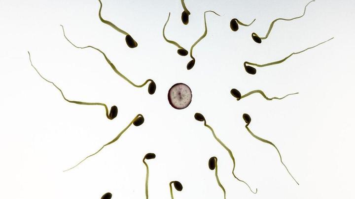 TERATOSPERMIA AND PREGNANCY: Natural treatment