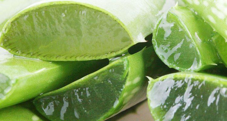 COMMENT TRAITER L'AMYLOSE AVEC L'ALOE VERA