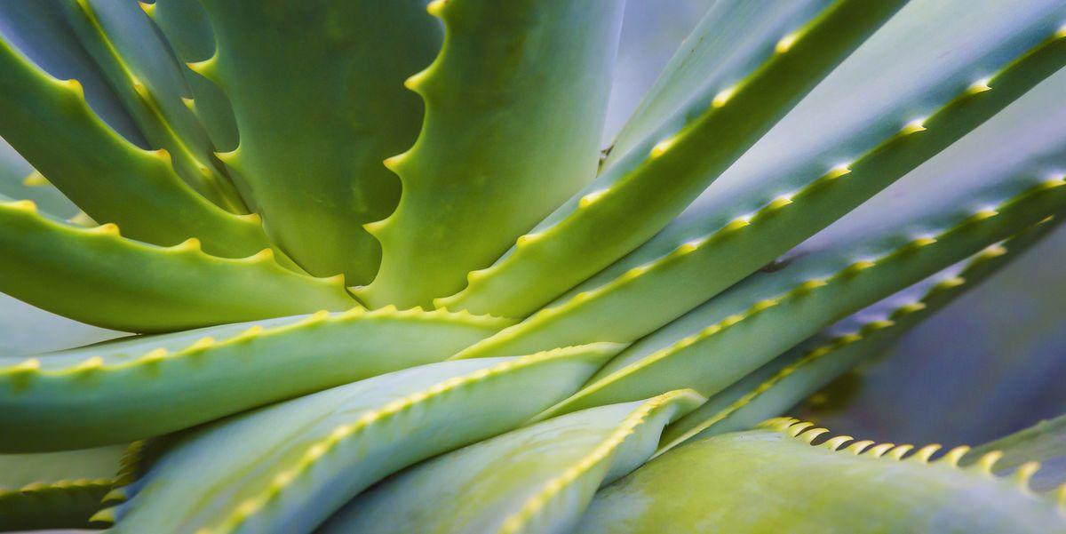 aloe vera to enlarge the penis