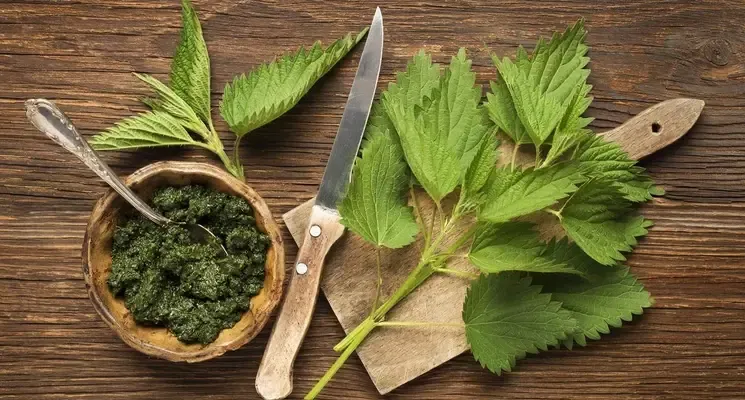 Plantas medicinales para la próstata