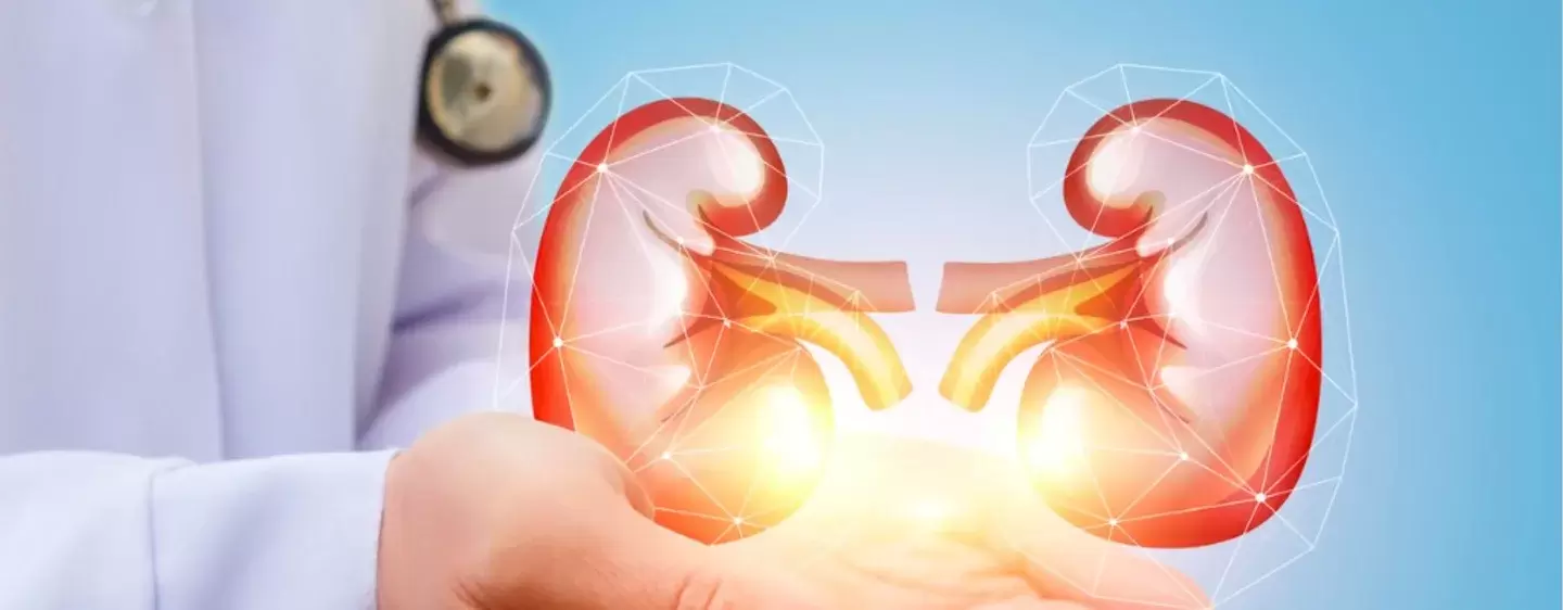 Doctor shows kidney picture id675674380 f3489830 f949 11e8 971f0ab055e618a8 1