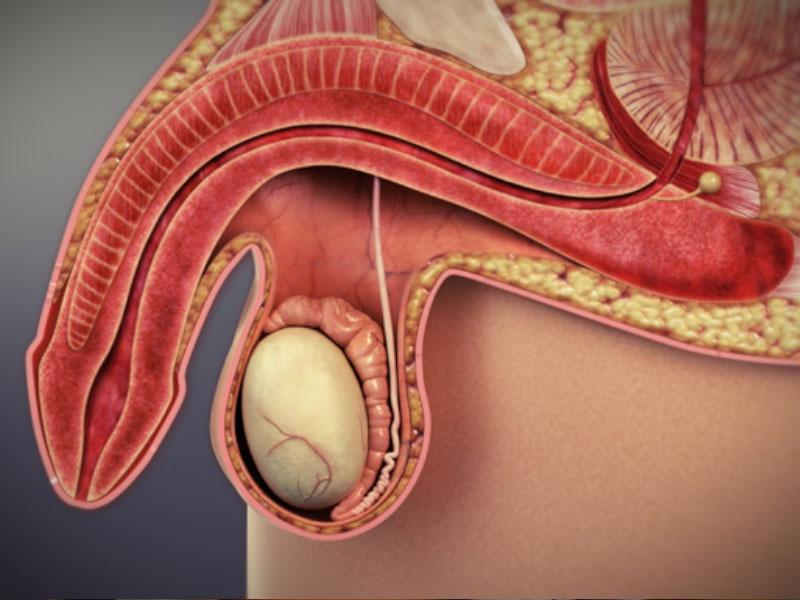 SOFT ERECTION NATURAL TREATMENT