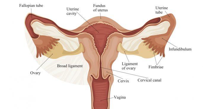 Fallopian 685x368