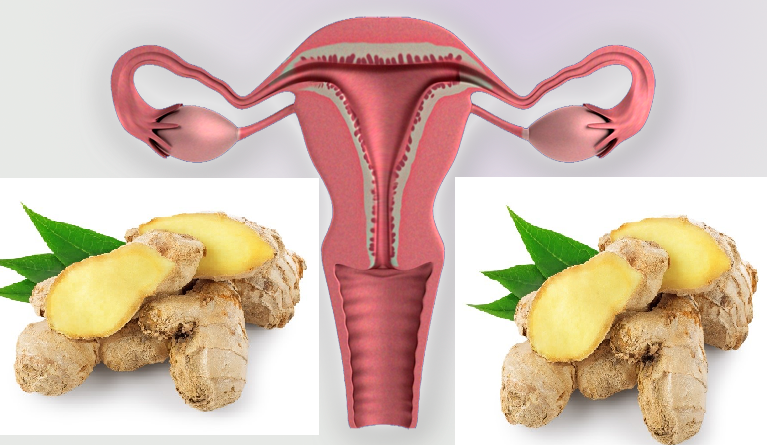 Fallopian tubes