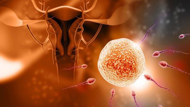 16 PLANTE NATURELS DE FERTILITÉ POUR FEMME ET HOMME