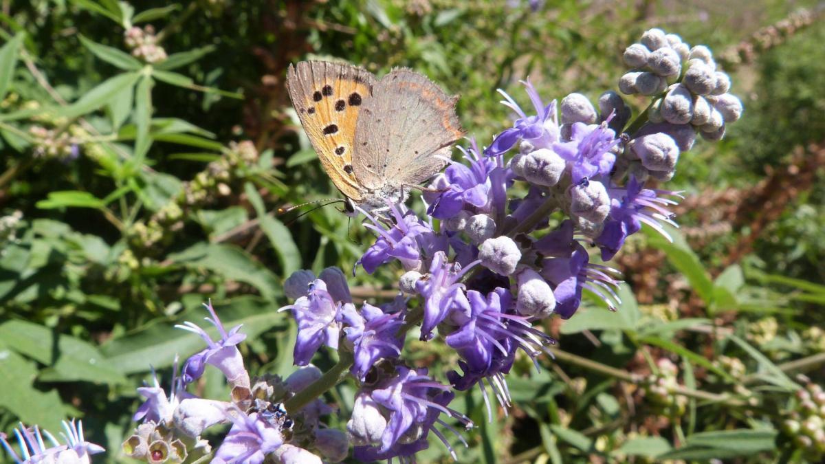 VITEX AGNUS-CASTUS for hyperprolactinaemia
