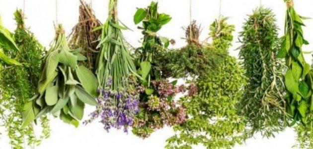 Hyperprolactinemie herbes