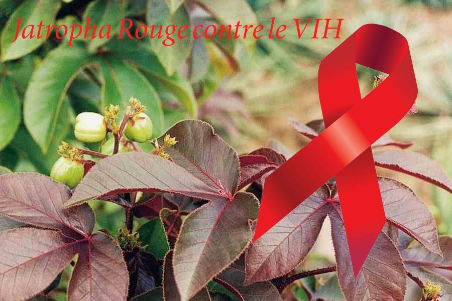 Jatropha rouge: le remède africain pour guérir du  VIH