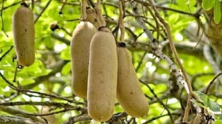 kigelia africana para aumentar el pene de forma natural