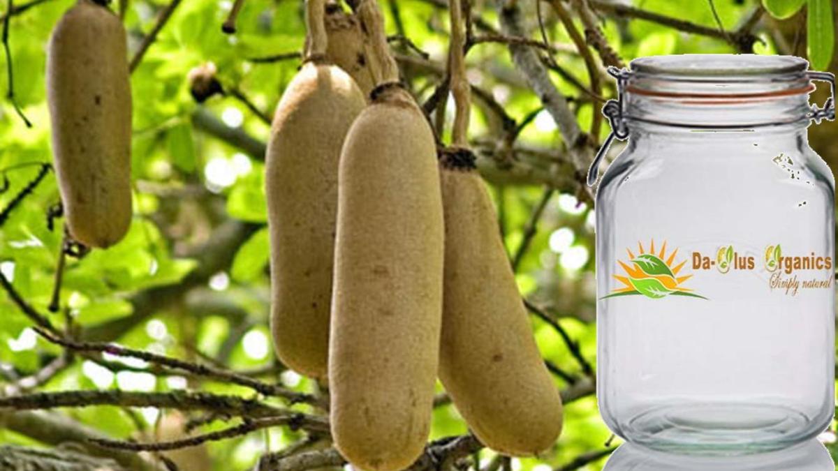 kigelia africana to increase penis naturally