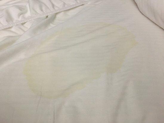 Large wet urine puddle