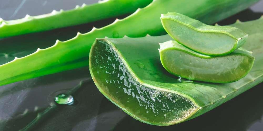 L’ALOÈS VERA ET LES FIBROMES UTÉRINS