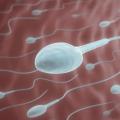 Meilleur fertilite chez l homme