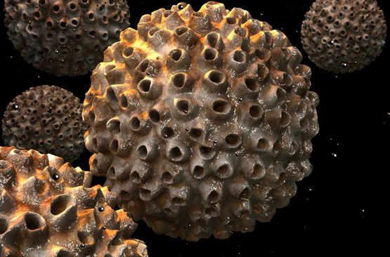 Papillomavirus cancer