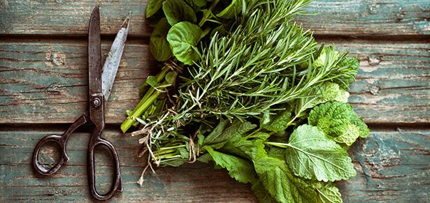 Shutterstock nettoyage du foie remede de grand mere herbes fraiches romarin