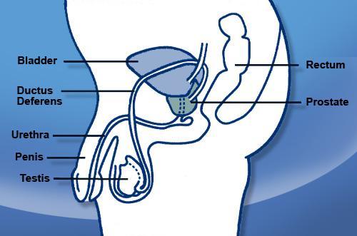 PSA AND URINARY INFECTION: Natural treatment