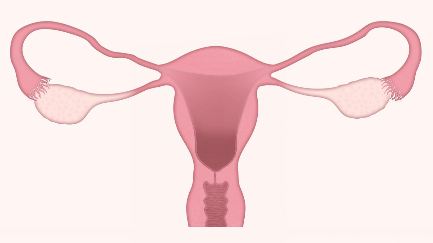 Uterus 3777765 1920 2 