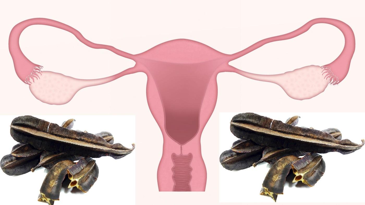 Uterus 3777765 1920